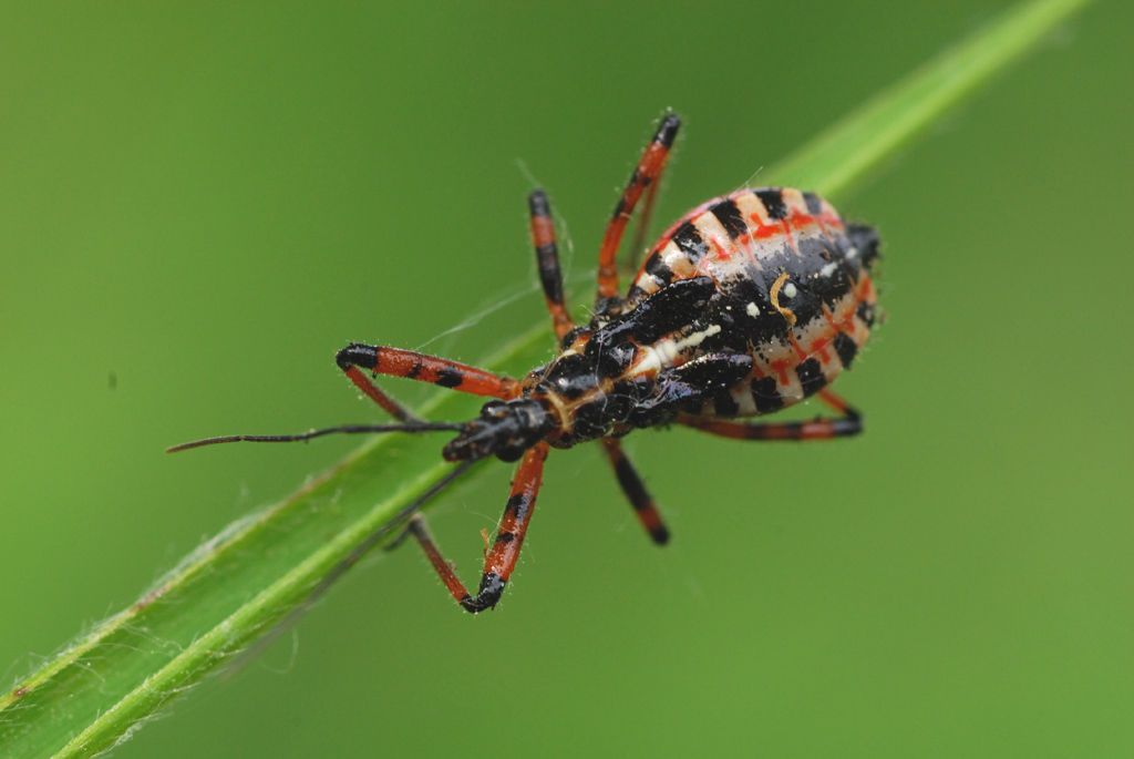 Quale Rhynocoris?